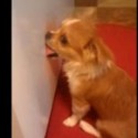 Puppy Wants To Get Into Refrigerator [VIDEO]