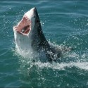 Watch Some Awesome Shark Videos in Honor of Shark Week [VIDEO]