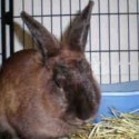 Pet of the Week – Beyonce