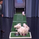 Who Will Win The Big Game On Sunday? The Puppies Decide! [VIDEO]
