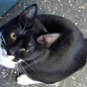 Pet of the Week – Onyx
