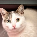 Pet of the Week – Aaliyah