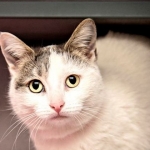 Pet of the Week - Aaliyah