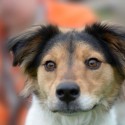 Pet of the Week – Charlie