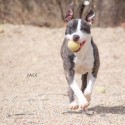Pet of the Week – Jace