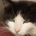 Pet of the Week – Max