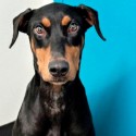 Pet of the Week – Nora