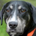 Pet of the Week – Surge
