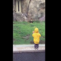 Little Kid Almost Became Lion’s Dinner [VIDEO]