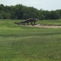 Giant Alligator Walks Across Golf Course [VIDEO]