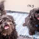 Pet(s) of the Week – Tiger and MJ