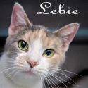 Pet of the Week – Lebie
