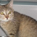 Pet of the Week – Molly