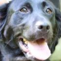 Pet of the Week – Happy