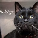 Pet of the Week – Abby