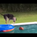 Dog Figures Out How to Get His Ball Out of the Pool Without Getting Wet