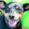 Pet of the Week – Max