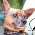 Pet of the Week – Scrappy