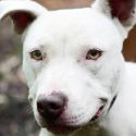 Pet of the Week – Suzy