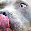 Pet of the Week – Egypt