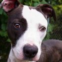 Pet of the Week – Nova