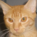 Pet of the Week – Paula