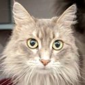 Pet of the Week – Ariel
