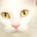 Pet of the Week – Starla