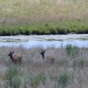 Volunteer at Wildlife Prairie Park!